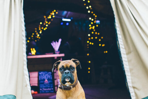 Dog Friendly weddings Cumbria