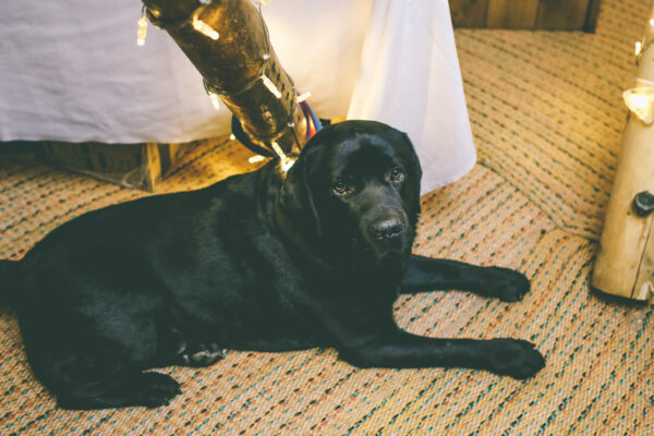 Dog friendly weddings in cumbria, Lake District Dog Friendly Venues