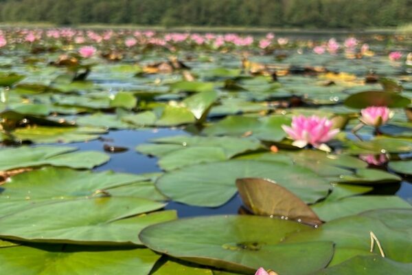 Water Lily on Private Lake - Lake District Wedding