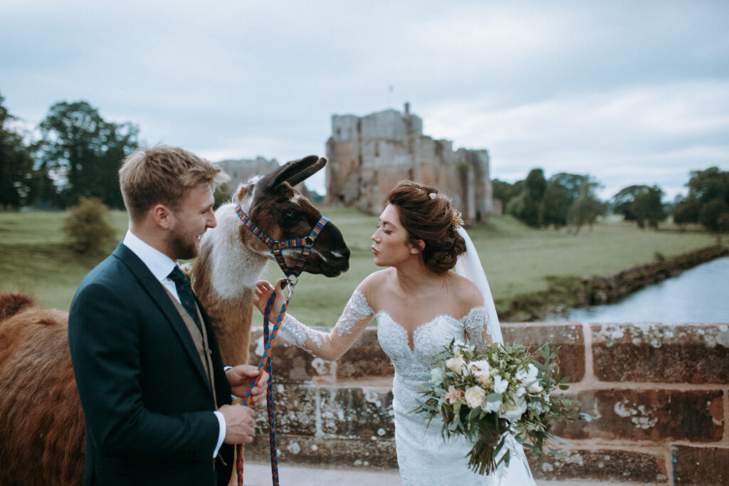 If you're feeling braver, why not upgrade your alpaca to a llama for your fluffy wedding guests!