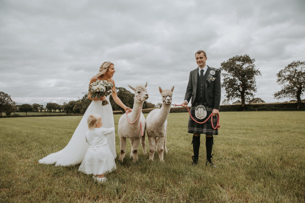 Fluffy wedding guests, alpacas at weddings, alpacaly ever after